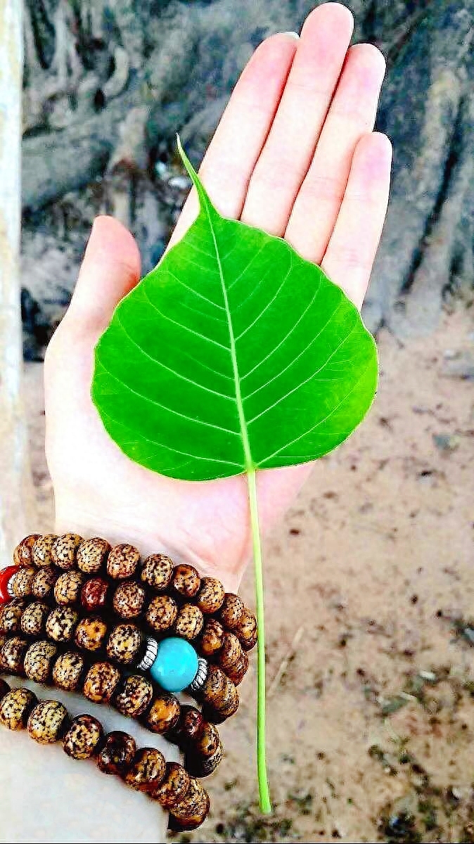 植树造林千山绿，万里松涛翻巨浪(图1)