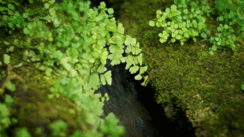 品茶，读书，听雨，看落花(图7)