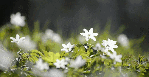 品茶，读书，听雨，看落花(图8)