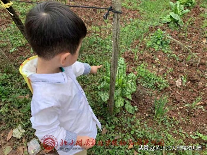 春风十里，有你有我——北大附属幼儿园春游活动(图48)