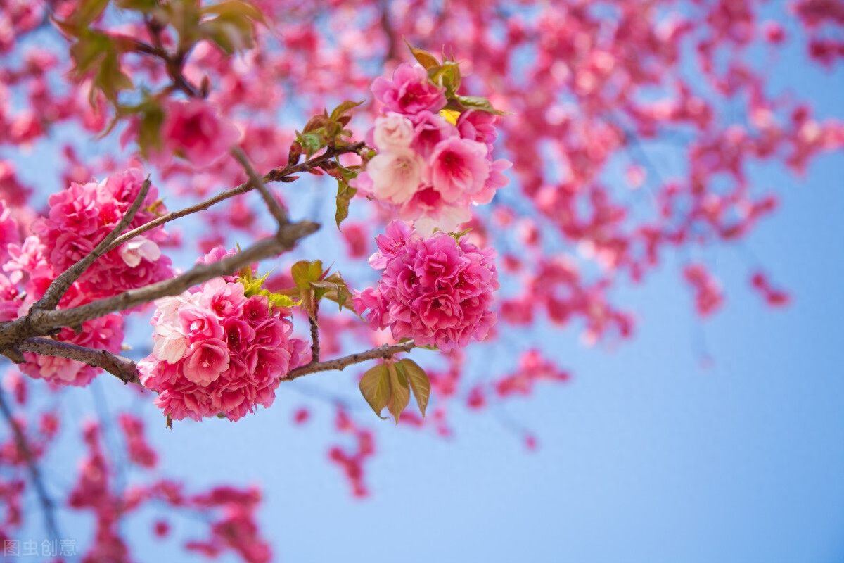 那些与「花」有关的小众高级文案(图1)