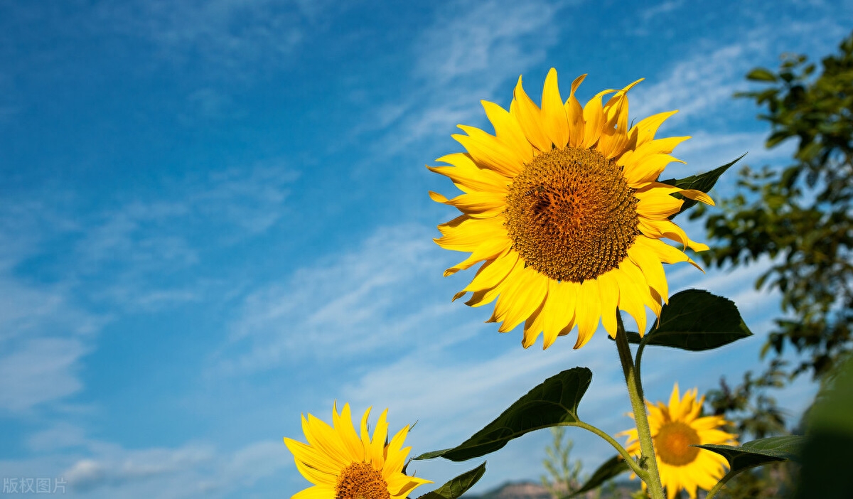 那些与「花」有关的小众高级文案(图2)