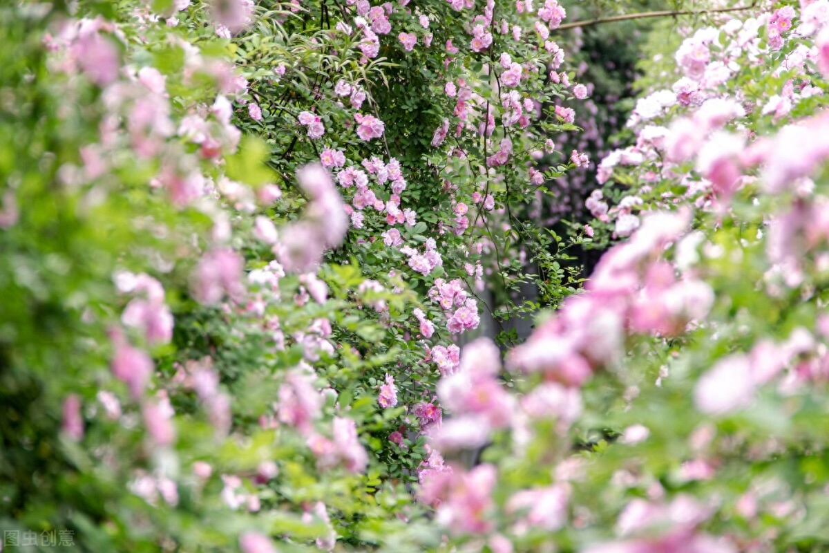 那些与「花」有关的小众高级文案(图4)