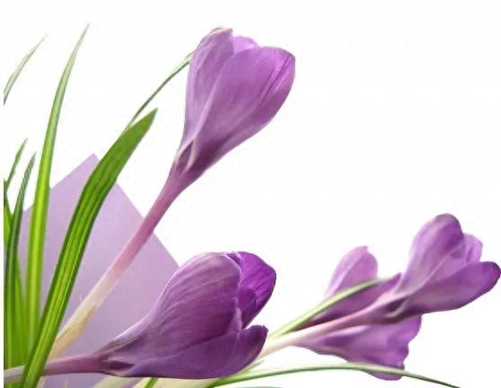 紫罗兰，紫色的爱(图2)