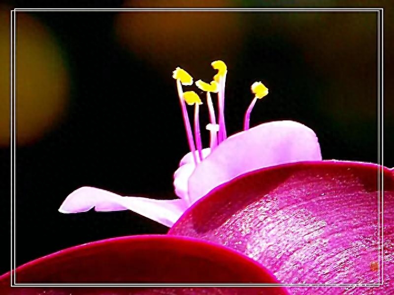 紫罗兰，紫色的爱(图4)