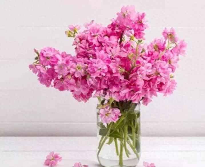 紫罗兰，紫色的爱(图7)