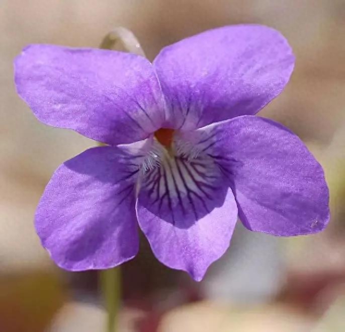 紫罗兰，紫色的爱(图10)