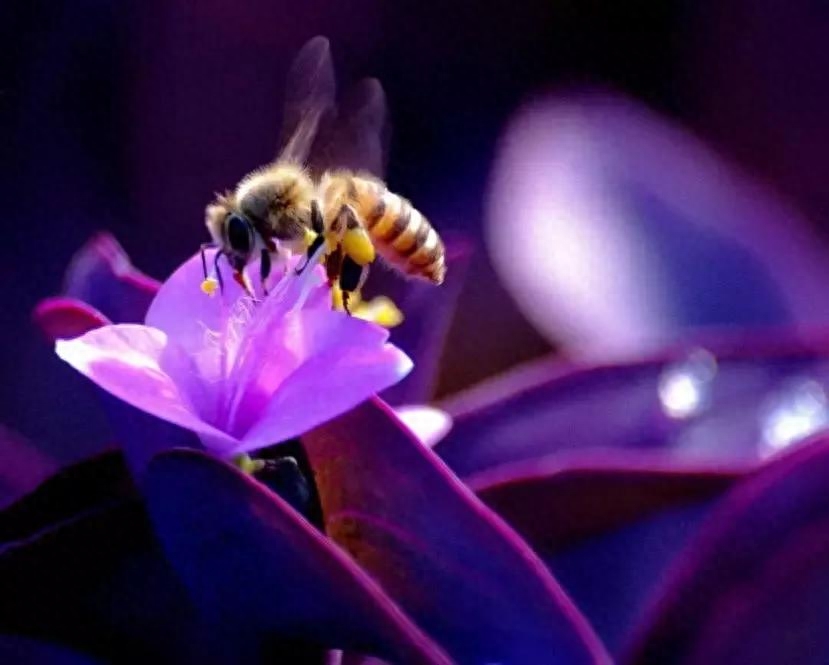 紫罗兰，紫色的爱(图11)