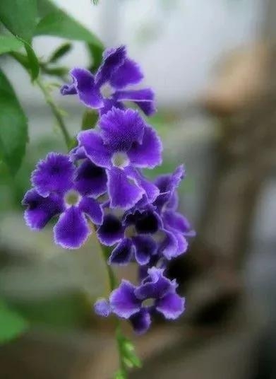 紫罗兰，紫色的爱(图12)