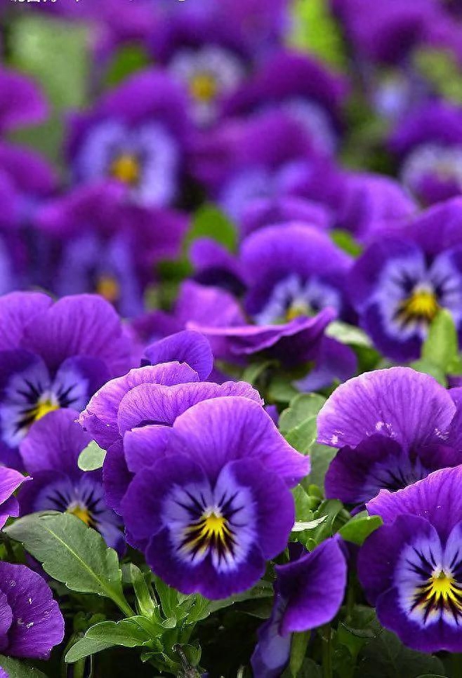 紫罗兰，紫色的爱(图13)