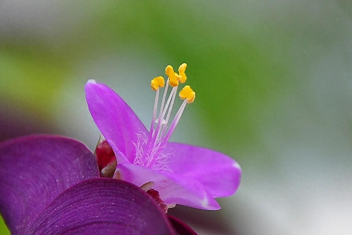 紫罗兰，紫色的爱(图14)