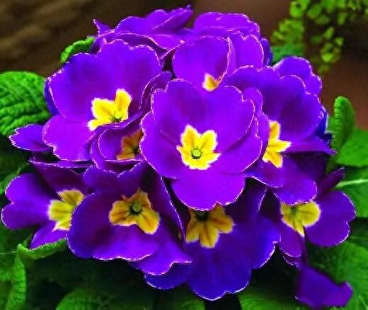 紫罗兰，紫色的爱(图15)