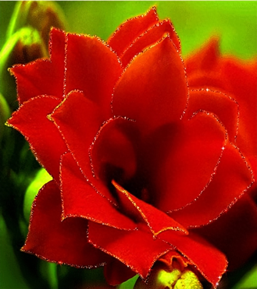 早安心语丨 阳光洒窗台 鸟儿枝头唱 愿你新的一天充满希望和美好！(图6)