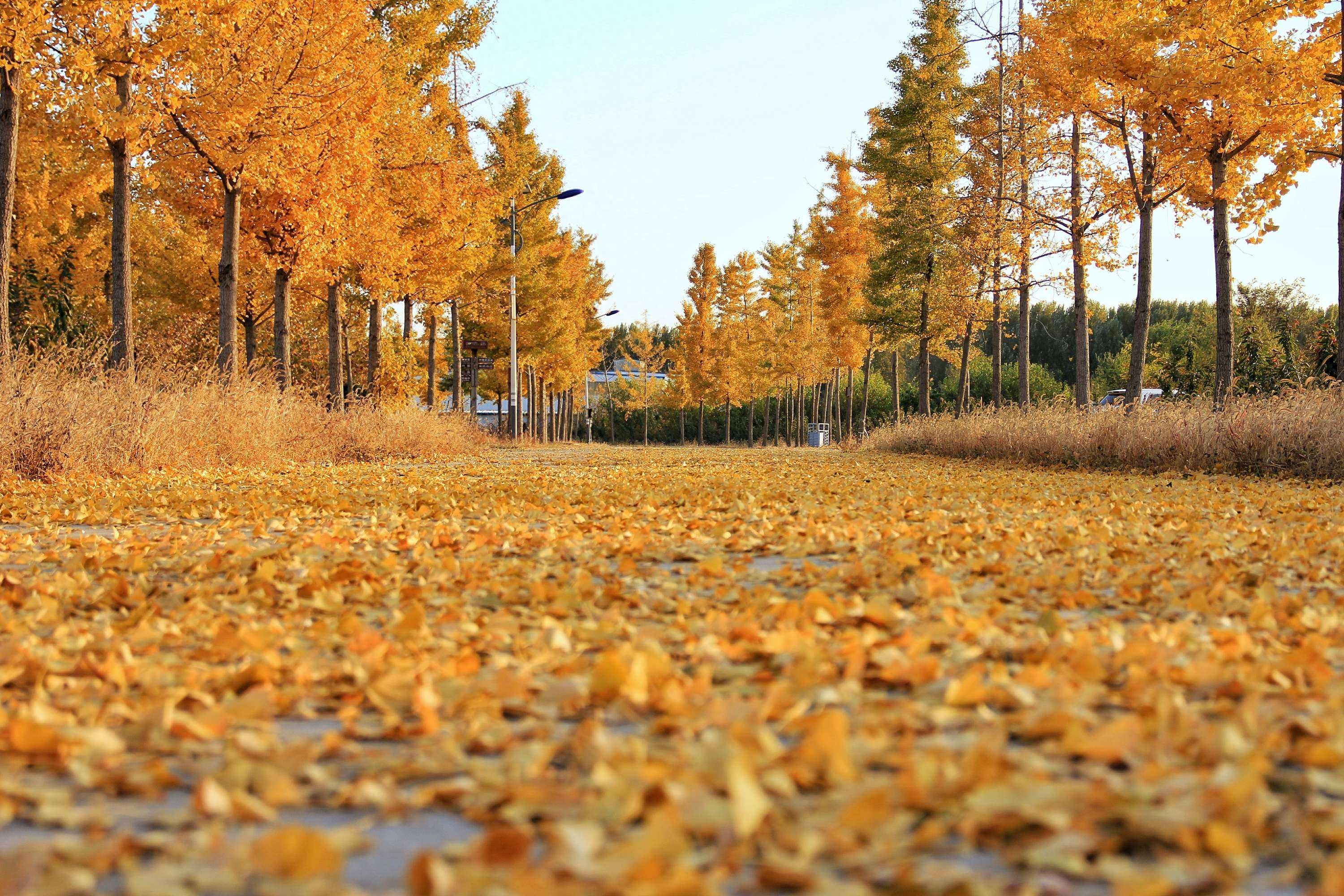 古诗词：凉风起天末，君子意如何？(图2)