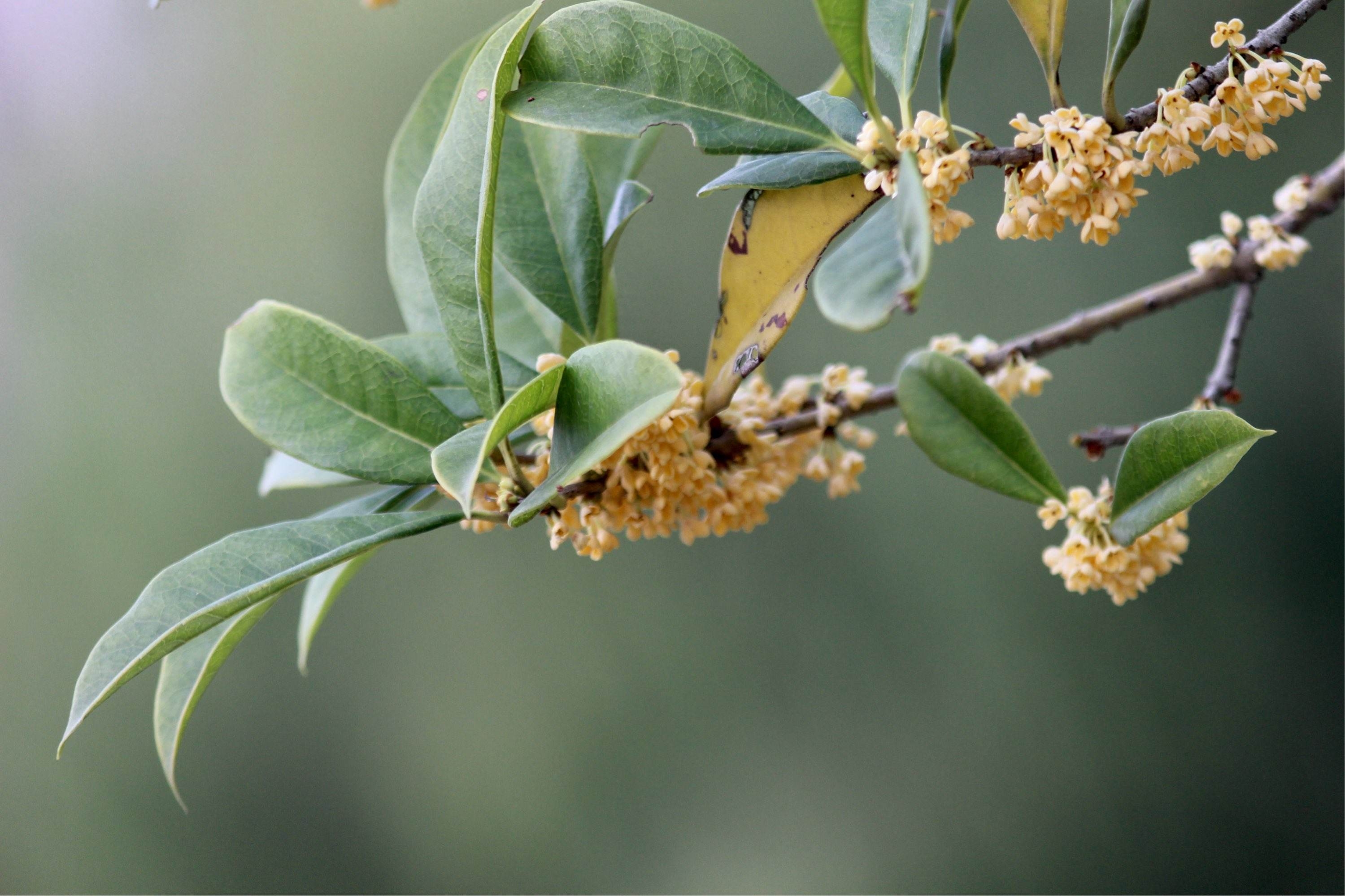 古诗词：凉风起天末，君子意如何？(图3)