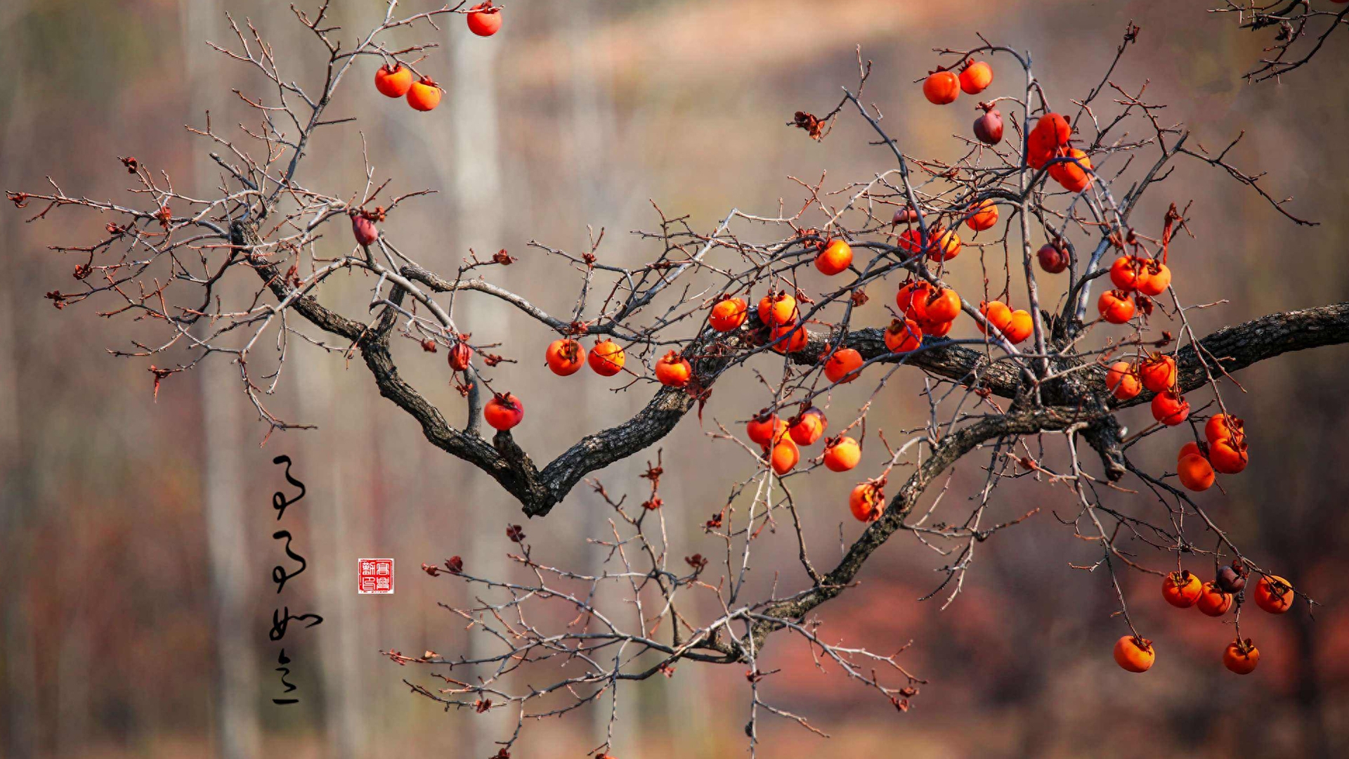古诗词：凉风起天末，君子意如何？(图4)
