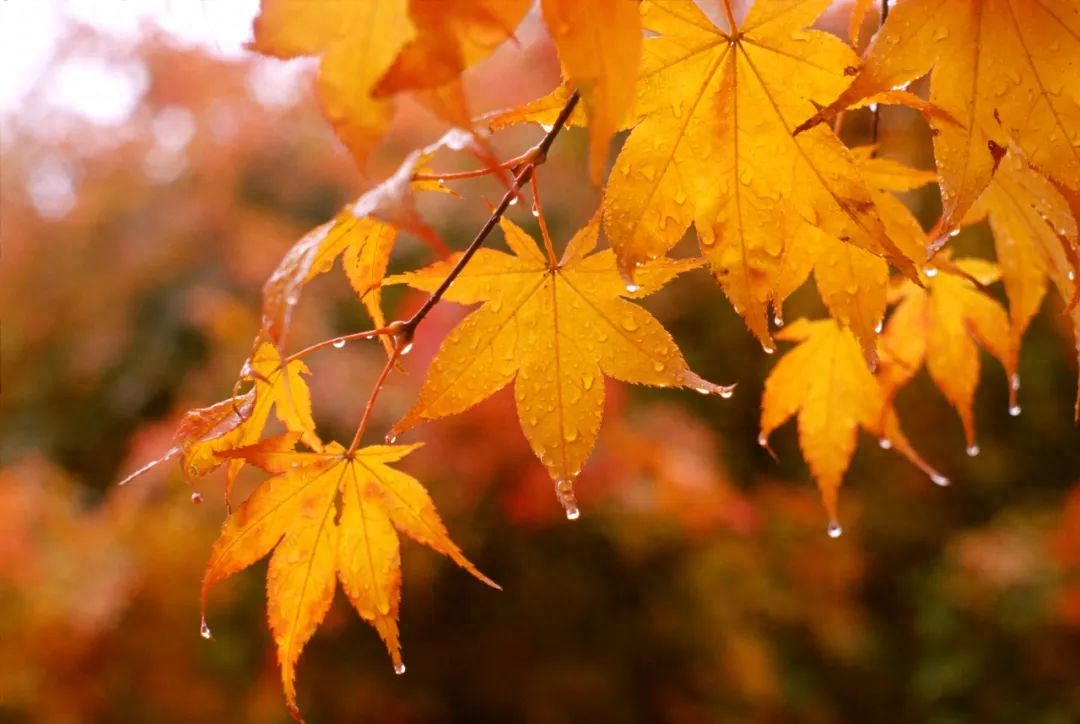 古诗词：凉风起天末，君子意如何？(图6)