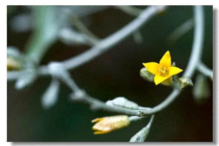 故乡的美丽，是记忆中的沙枣花(图3)