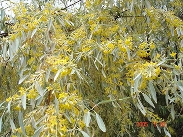 沙枣花香 淡淡 幽幽 甜甜(图2)