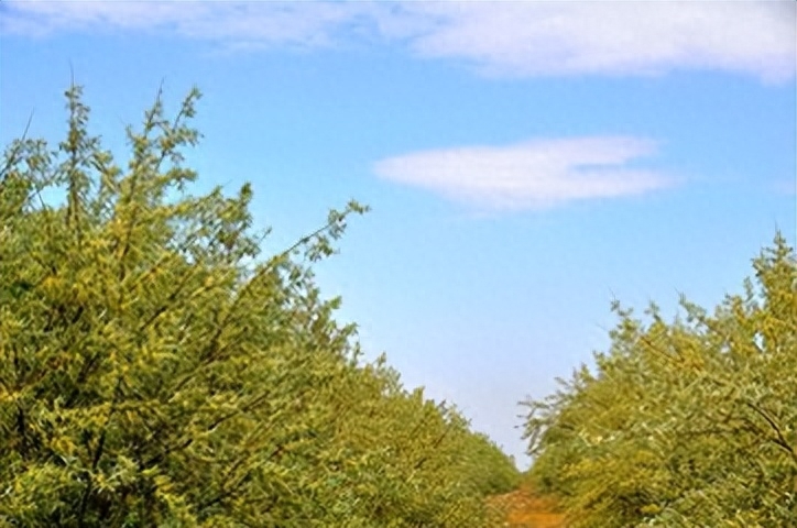 沙枣花香 淡淡 幽幽 甜甜(图3)