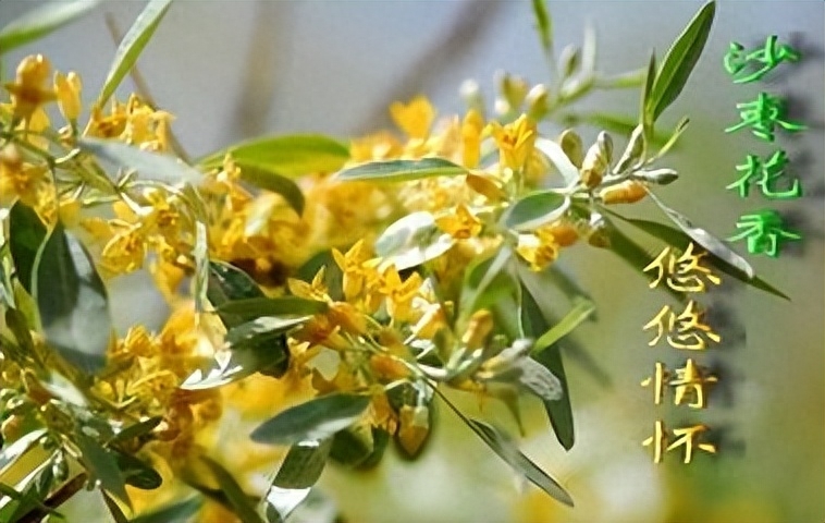 沙枣花香 淡淡 幽幽 甜甜(图4)