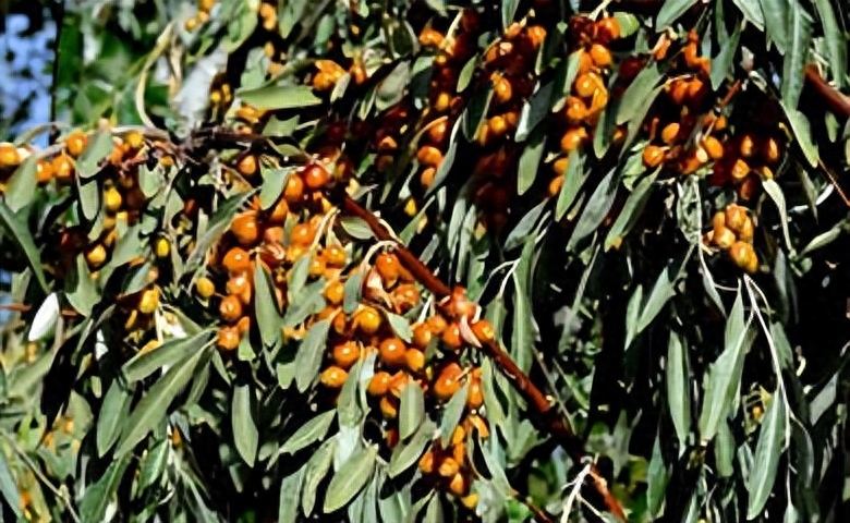 沙枣花香 淡淡 幽幽 甜甜(图6)