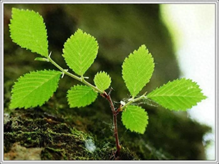 励志正能量语录9(图2)