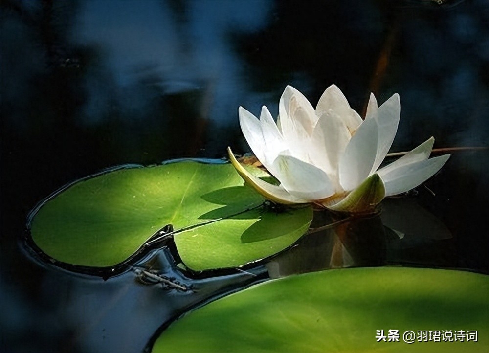 35句智慧哲理名言 百岁无智小儿 小儿有智百岁(图8)