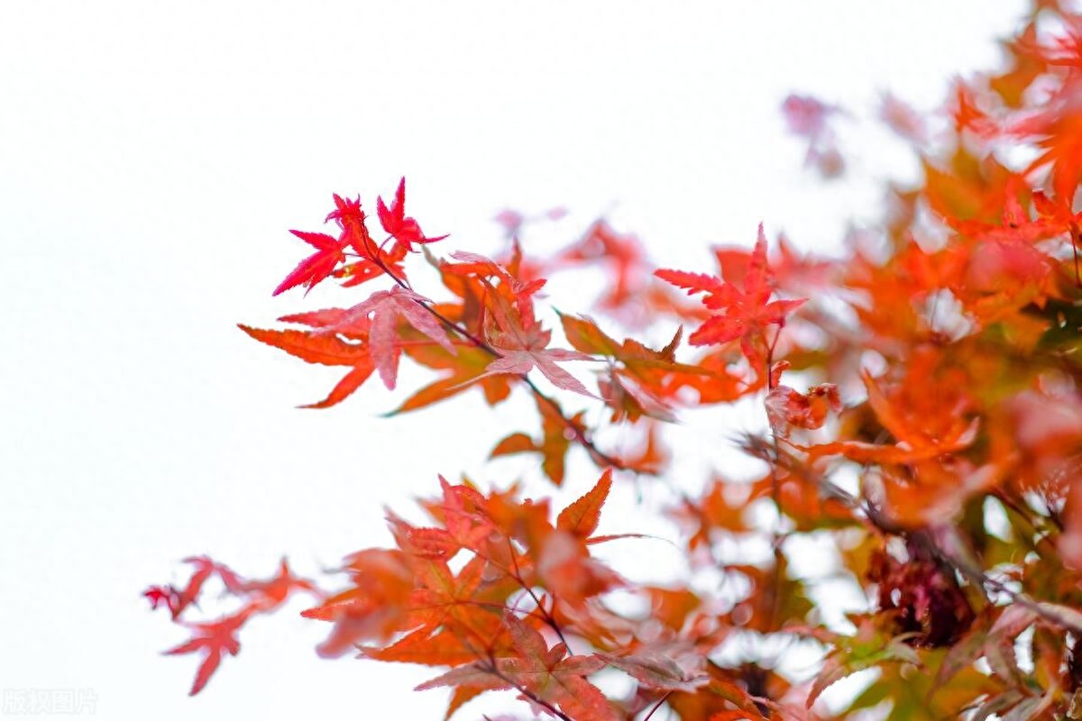 天气转凉的文案(图2)