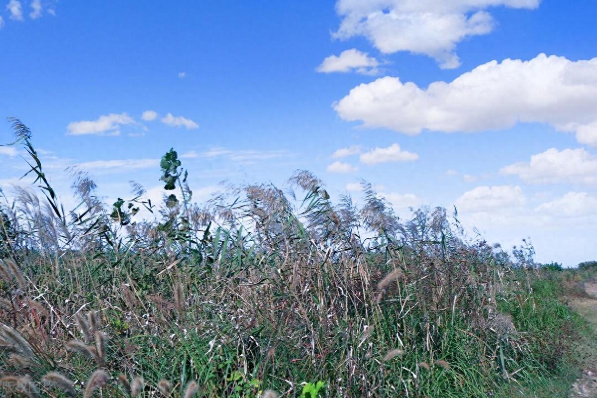 天气转凉的文案(图3)