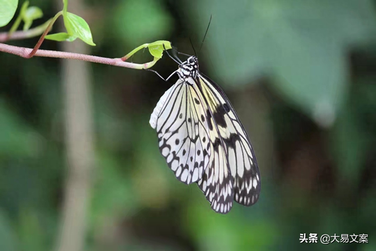 人生感悟励志正能量，不怕期望飘渺，幻想虚无，只愿那片的天空(图2)
