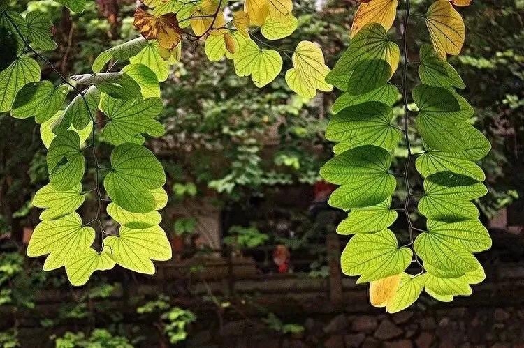 「丰富的安静」－－周国平(图1)