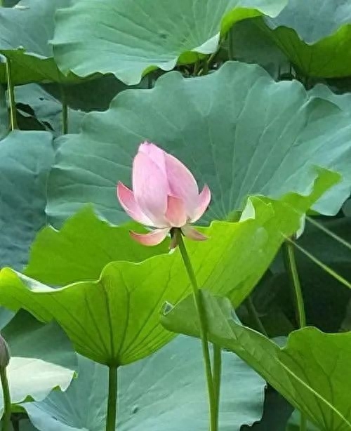 缘分天注定，聚散不由人(图8)