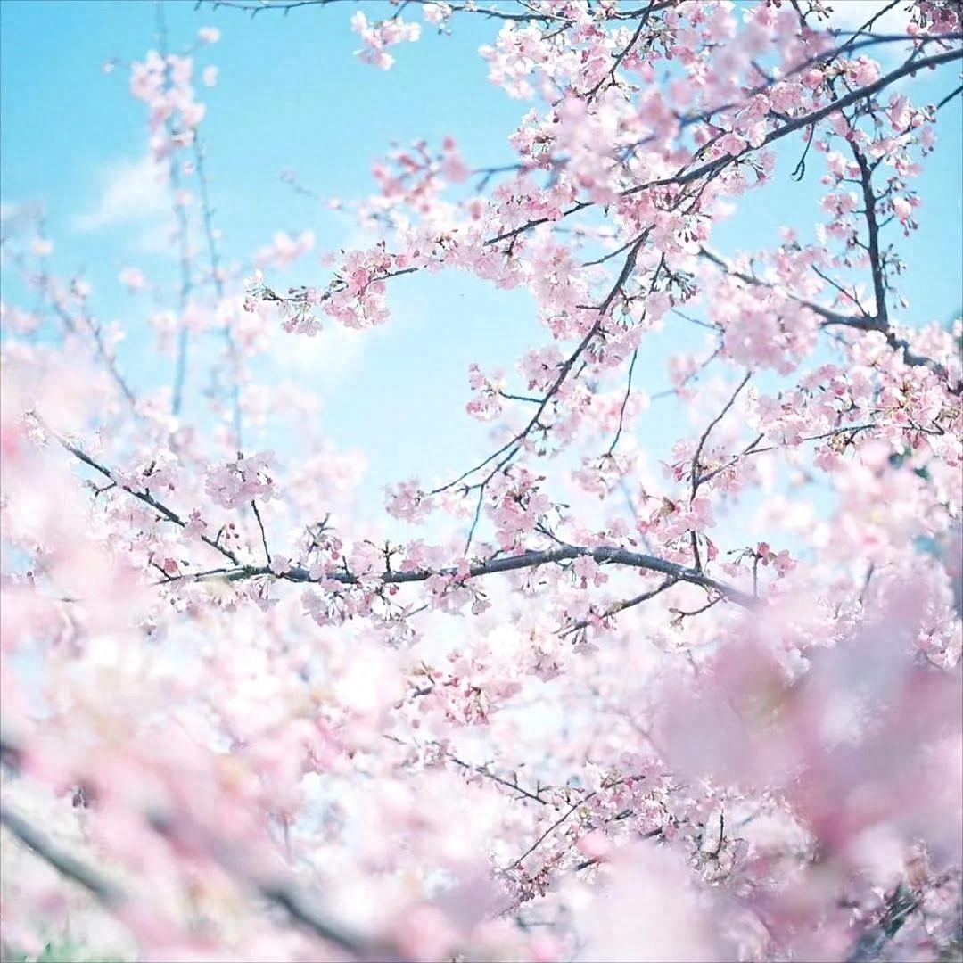 60句绝美的杏花诗词，在诗词中邂逅最美的杏花(图1)