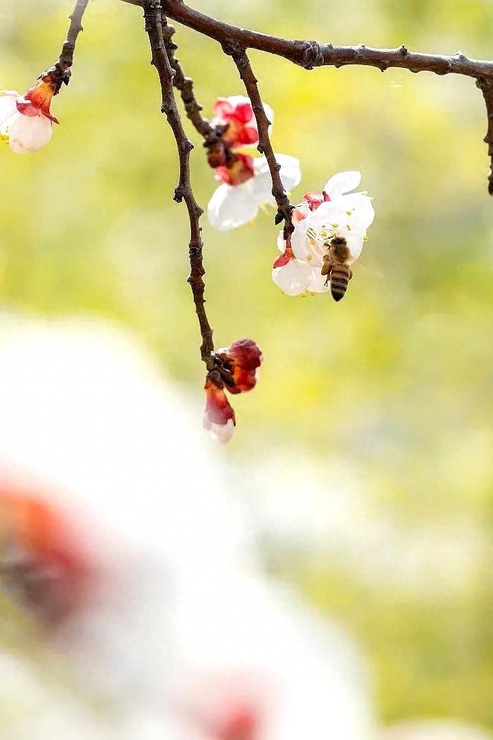 60句绝美的杏花诗词，在诗词中邂逅最美的杏花(图2)