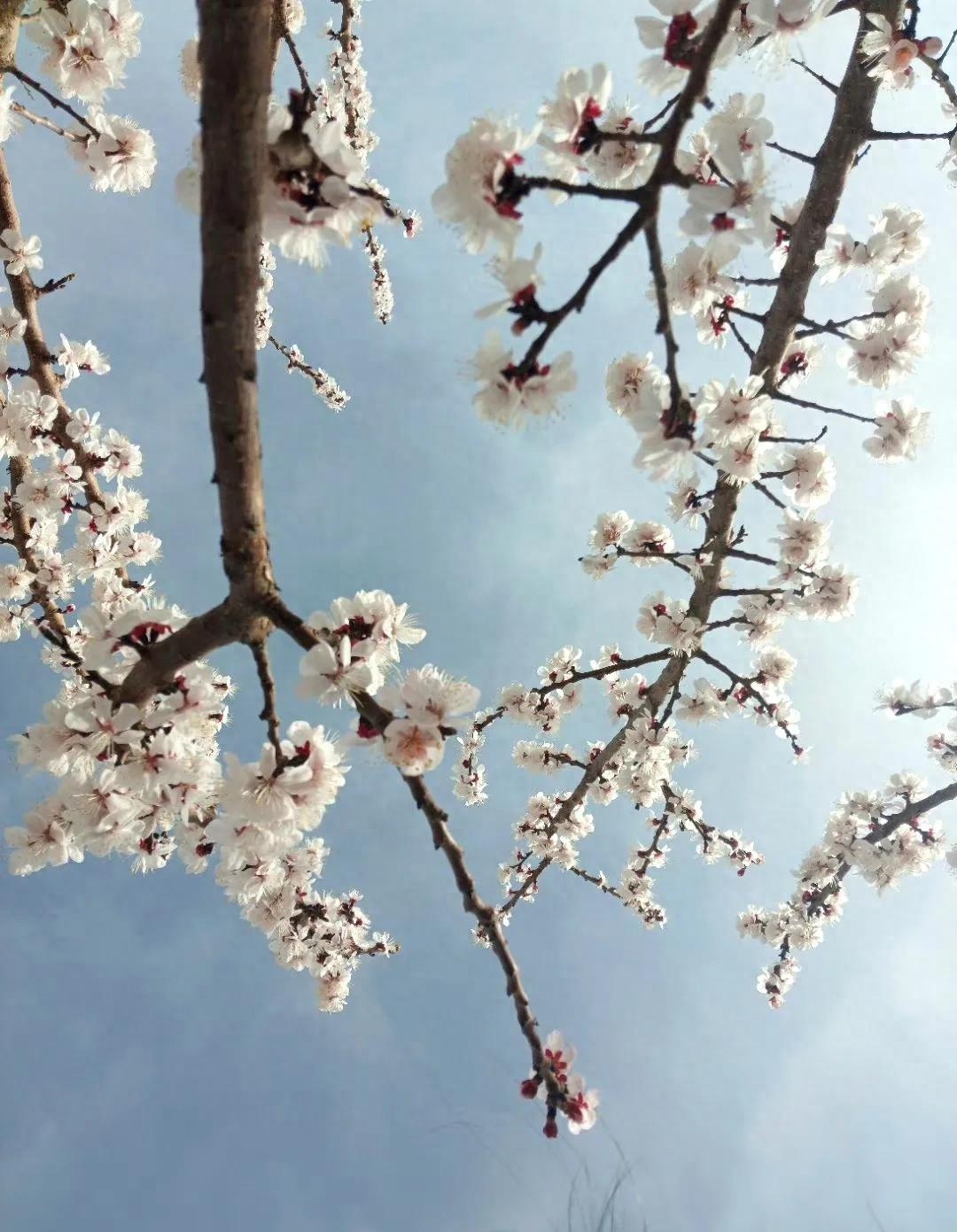 60句绝美的杏花诗词，在诗词中邂逅最美的杏花(图3)