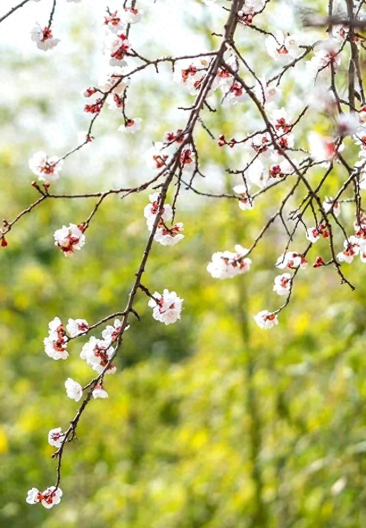 60句绝美的杏花诗词，在诗词中邂逅最美的杏花(图4)
