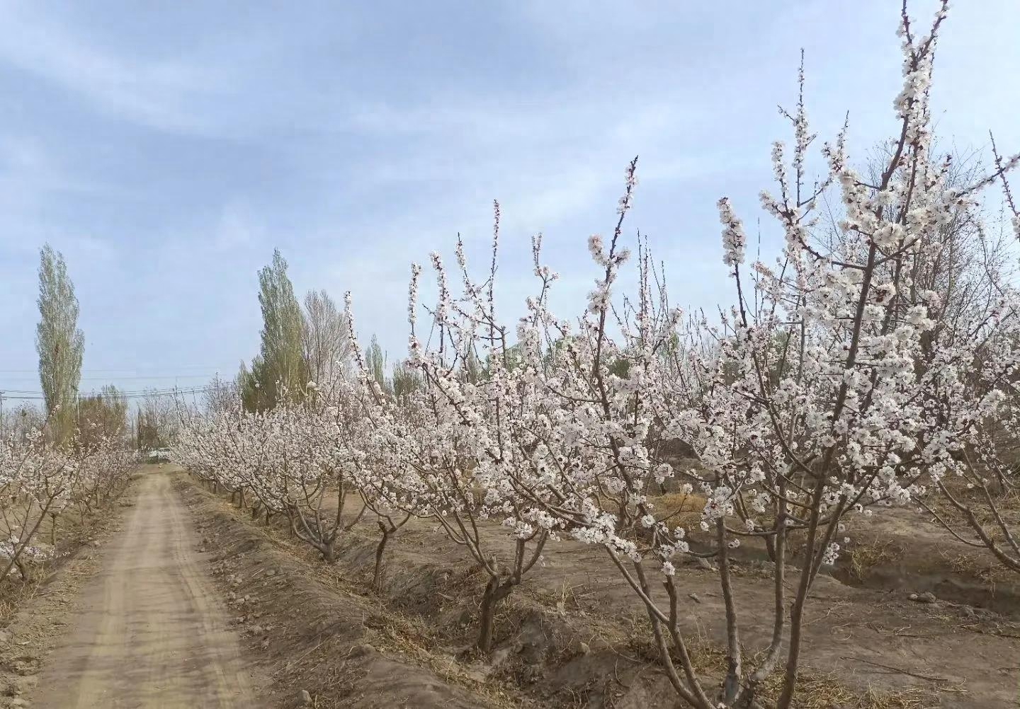 60句绝美的杏花诗词，在诗词中邂逅最美的杏花(图5)
