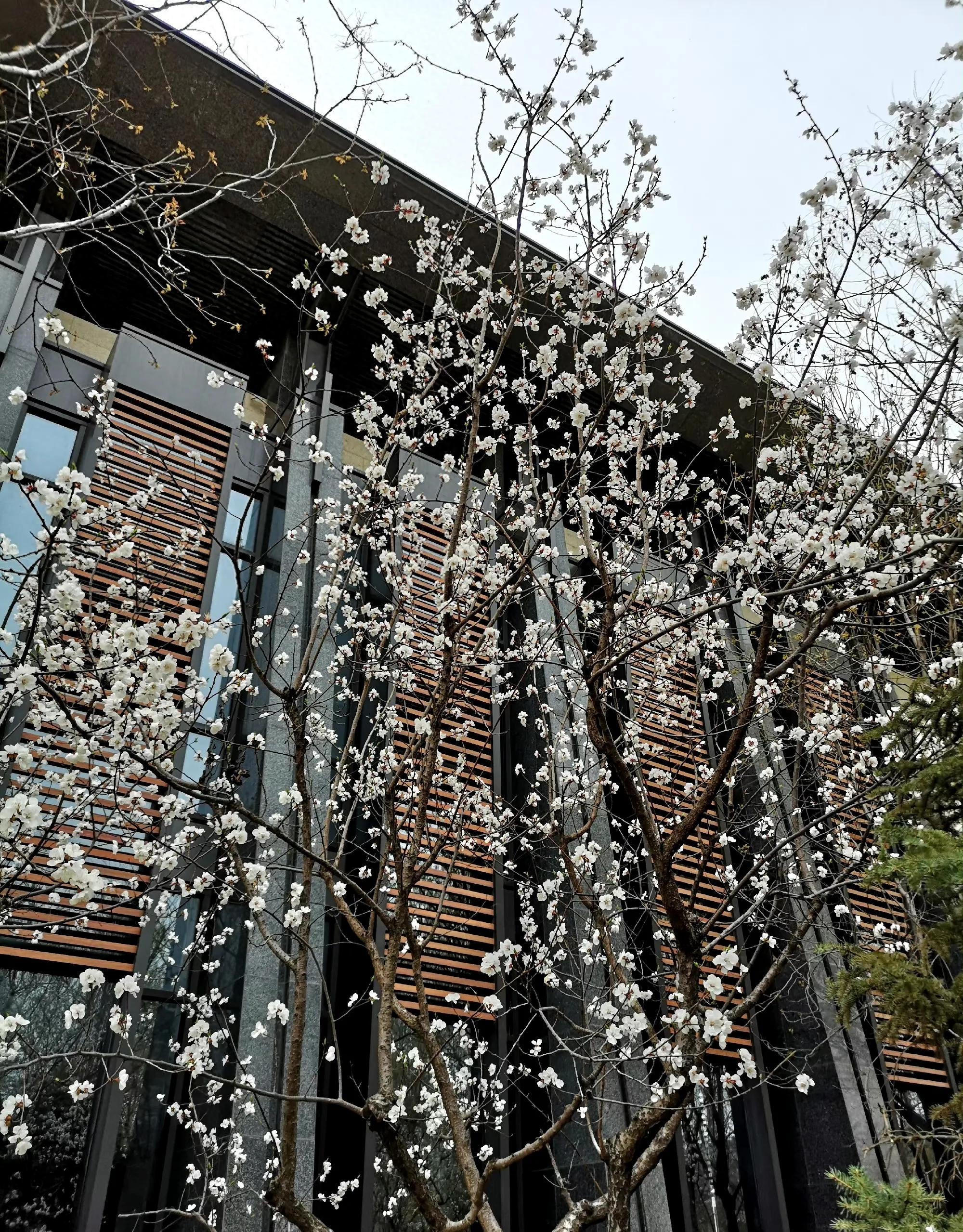 60句绝美的杏花诗词，在诗词中邂逅最美的杏花(图7)