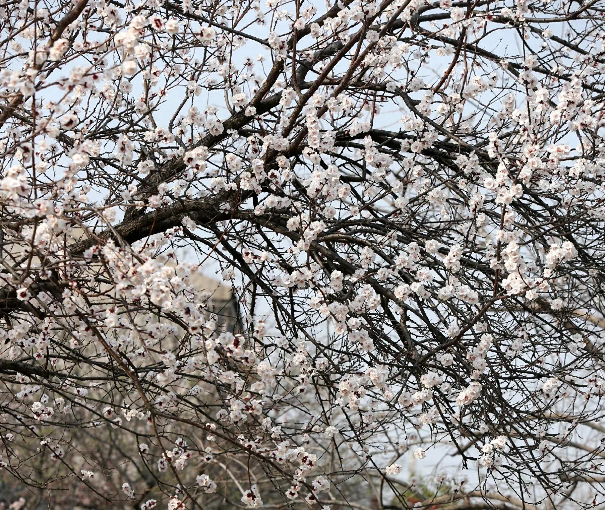 60句绝美的杏花诗词，在诗词中邂逅最美的杏花(图8)