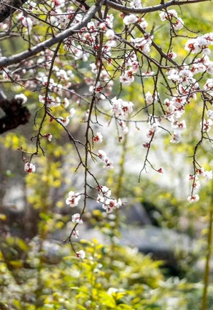 60句绝美的杏花诗词，在诗词中邂逅最美的杏花(图9)