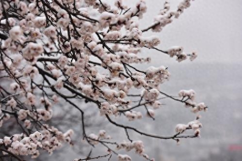 春暖人间，杏花香袭，胭脂万点美人腮，花开千朵似云霞(图1)