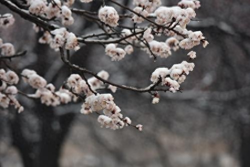 春暖人间，杏花香袭，胭脂万点美人腮，花开千朵似云霞(图2)