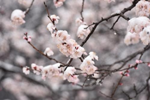 春暖人间，杏花香袭，胭脂万点美人腮，花开千朵似云霞(图3)