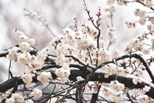 春暖人间，杏花香袭，胭脂万点美人腮，花开千朵似云霞(图4)