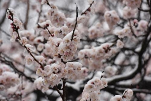 春暖人间，杏花香袭，胭脂万点美人腮，花开千朵似云霞(图5)