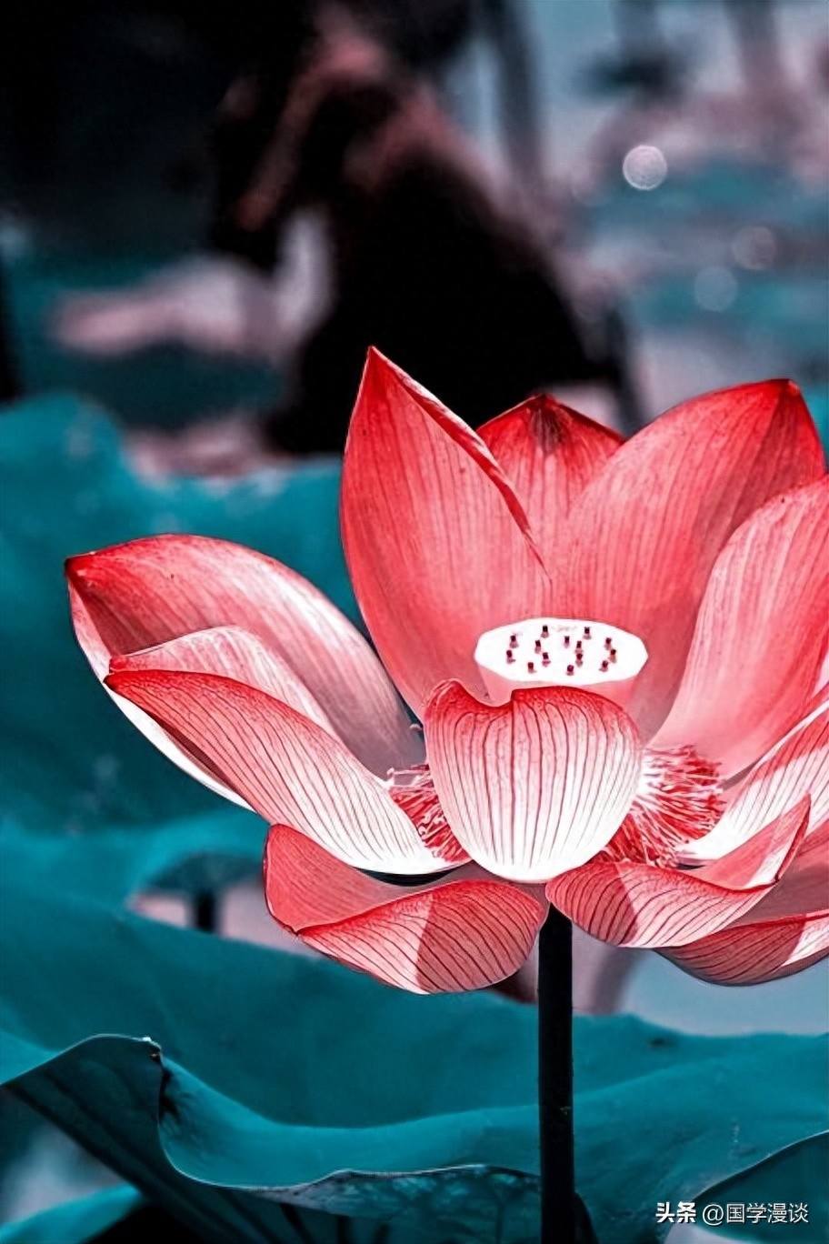 夏天最美的荷花诗词，读罢口齿生香(图2)