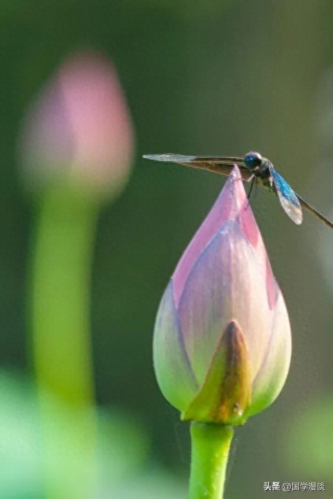 夏天最美的荷花诗词，读罢口齿生香(图4)