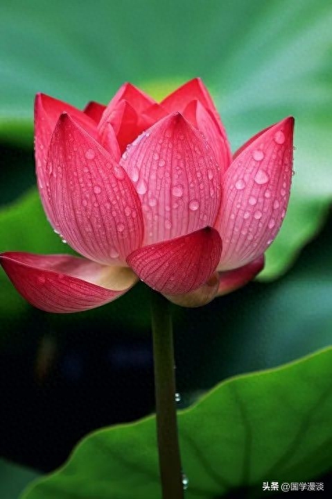 夏天最美的荷花诗词，读罢口齿生香(图10)