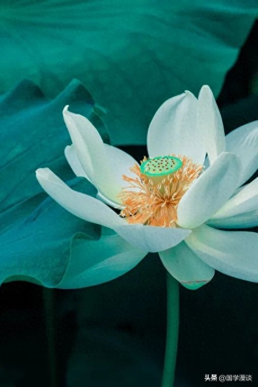 夏天最美的荷花诗词，读罢口齿生香(图12)